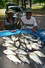 crappie picture